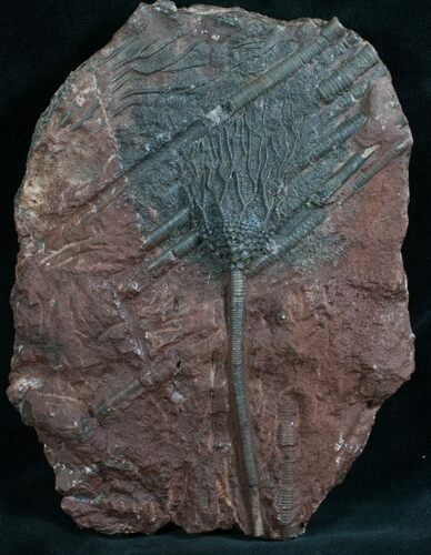 Moroccan Crinoid Fossil - Scyphocrinites #8002
